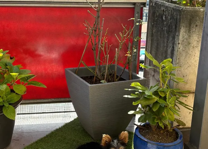 Terrasse Appartement *