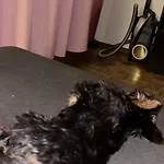 Terrasse Apartment Territet